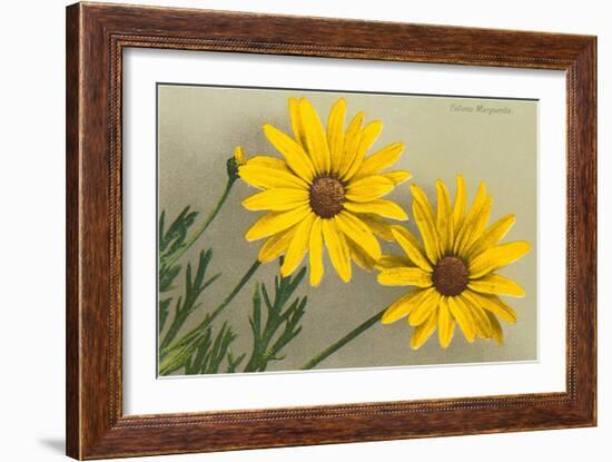 Yellow Marguerite-null-Framed Art Print