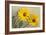 Yellow Marguerite-null-Framed Art Print