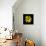 Yellow Marigold-Ike Leahy-Photographic Print displayed on a wall