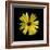 Yellow Marigold-Ike Leahy-Framed Photographic Print