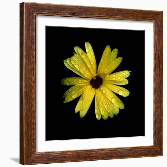 Yellow Marigold-Ike Leahy-Framed Photographic Print