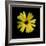 Yellow Marigold-Ike Leahy-Framed Photographic Print