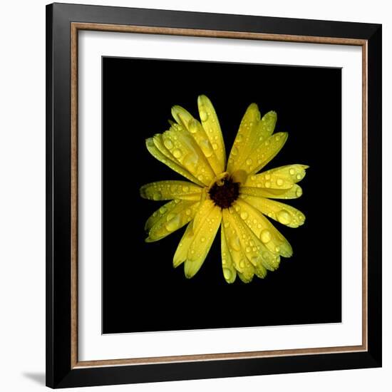 Yellow Marigold-Ike Leahy-Framed Photographic Print