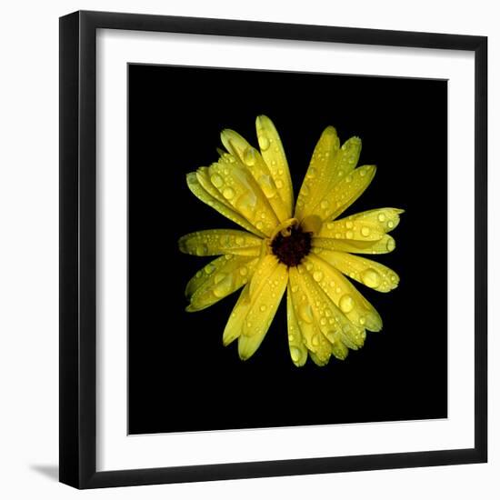 Yellow Marigold-Ike Leahy-Framed Photographic Print