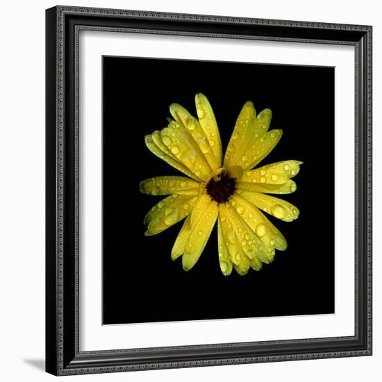 Yellow Marigold-Ike Leahy-Framed Photographic Print