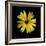 Yellow Marigold-Ike Leahy-Framed Photographic Print