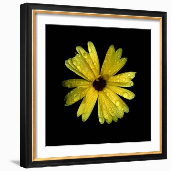 Yellow Marigold-Ike Leahy-Framed Photographic Print