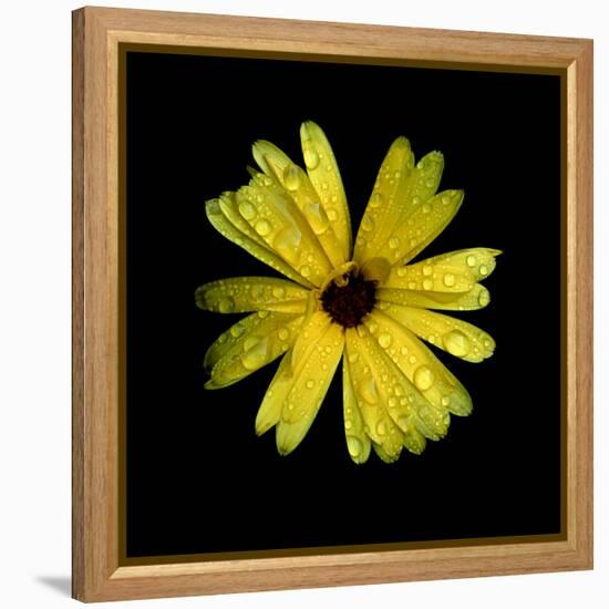 Yellow Marigold-Ike Leahy-Framed Premier Image Canvas