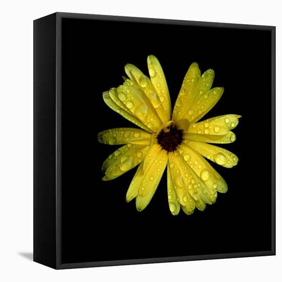 Yellow Marigold-Ike Leahy-Framed Premier Image Canvas