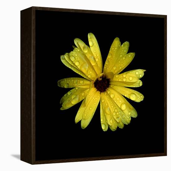 Yellow Marigold-Ike Leahy-Framed Premier Image Canvas