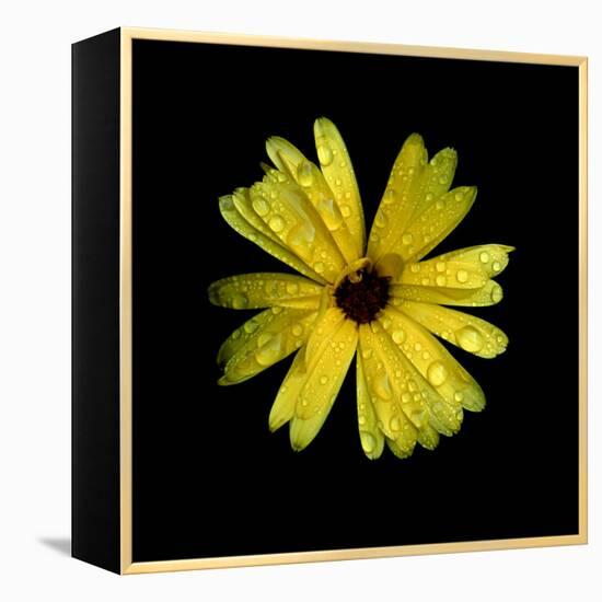 Yellow Marigold-Ike Leahy-Framed Premier Image Canvas