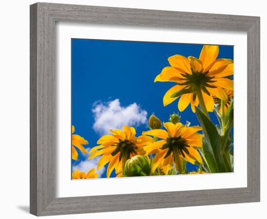 Yellow Marigold-Charles Bowman-Framed Photographic Print