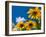 Yellow Marigold-Charles Bowman-Framed Photographic Print