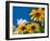 Yellow Marigold-Charles Bowman-Framed Photographic Print