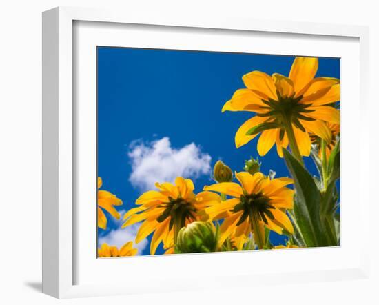 Yellow Marigold-Charles Bowman-Framed Photographic Print