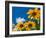 Yellow Marigold-Charles Bowman-Framed Photographic Print