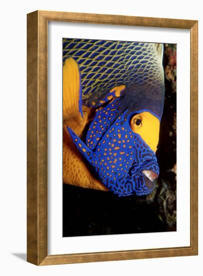 Yellow-Mask Angelfish Head. (Pomacanthus Xanthometopon) Indian Ocean-Reinhard Dirscherl-Framed Photographic Print