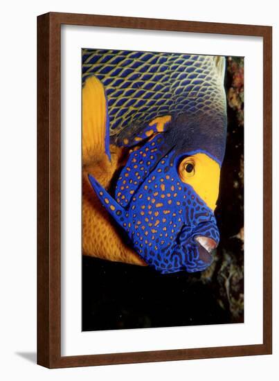 Yellow-Mask Angelfish Head. (Pomacanthus Xanthometopon) Indian Ocean-Reinhard Dirscherl-Framed Photographic Print