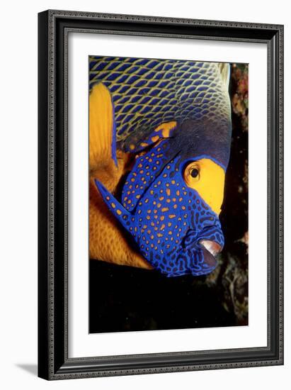 Yellow-Mask Angelfish Head. (Pomacanthus Xanthometopon) Indian Ocean-Reinhard Dirscherl-Framed Photographic Print