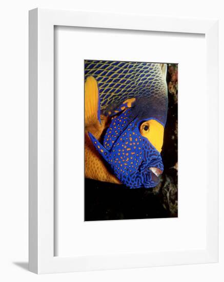 Yellow-Mask Angelfish Head. (Pomacanthus Xanthometopon) Indian Ocean-Reinhard Dirscherl-Framed Photographic Print