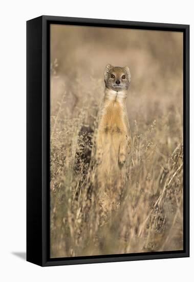 Yellow mongoose (Cynictis penicillata), Kgalagadi Transfrontier Park, South Africa, Africa-Ann and Steve Toon-Framed Premier Image Canvas