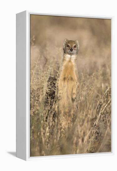 Yellow mongoose (Cynictis penicillata), Kgalagadi Transfrontier Park, South Africa, Africa-Ann and Steve Toon-Framed Premier Image Canvas