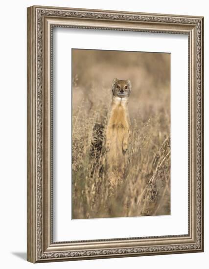 Yellow mongoose (Cynictis penicillata), Kgalagadi Transfrontier Park, South Africa, Africa-Ann and Steve Toon-Framed Photographic Print