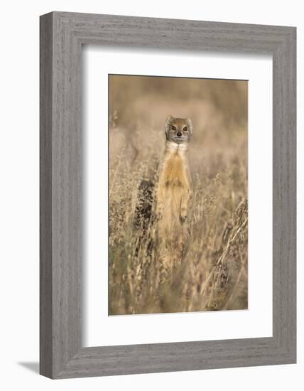 Yellow mongoose (Cynictis penicillata), Kgalagadi Transfrontier Park, South Africa, Africa-Ann and Steve Toon-Framed Photographic Print