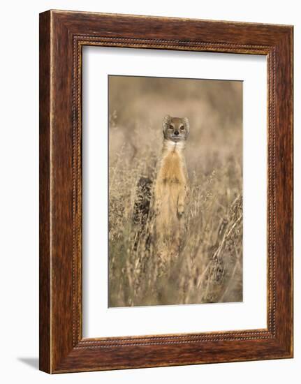 Yellow mongoose (Cynictis penicillata), Kgalagadi Transfrontier Park, South Africa, Africa-Ann and Steve Toon-Framed Photographic Print