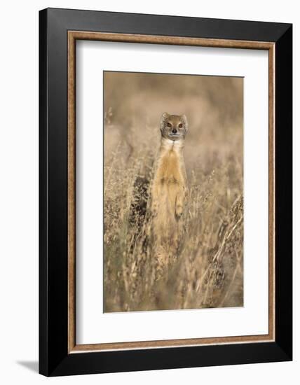 Yellow mongoose (Cynictis penicillata), Kgalagadi Transfrontier Park, South Africa, Africa-Ann and Steve Toon-Framed Photographic Print