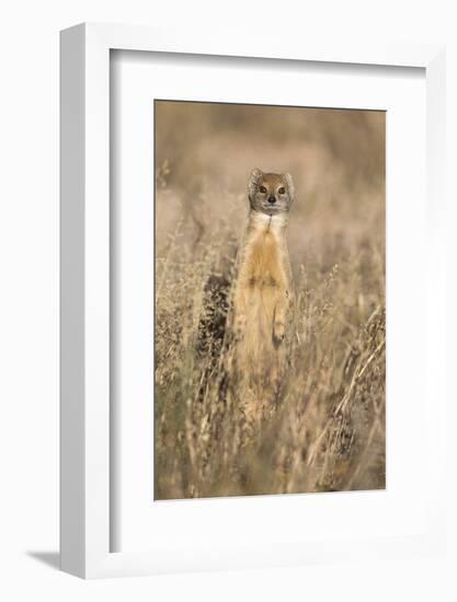 Yellow mongoose (Cynictis penicillata), Kgalagadi Transfrontier Park, South Africa, Africa-Ann and Steve Toon-Framed Photographic Print