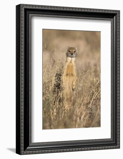 Yellow mongoose (Cynictis penicillata), Kgalagadi Transfrontier Park, South Africa, Africa-Ann and Steve Toon-Framed Photographic Print