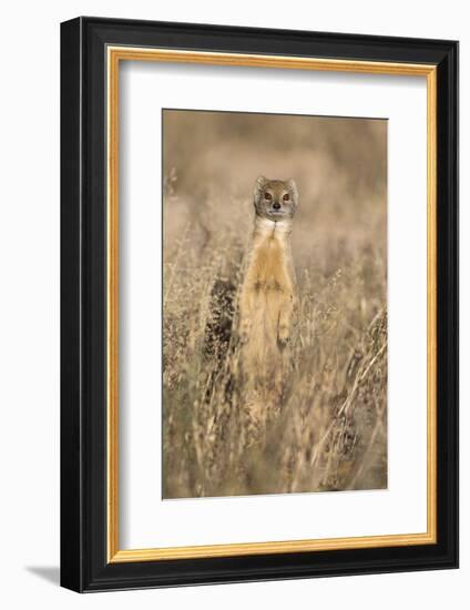 Yellow mongoose (Cynictis penicillata), Kgalagadi Transfrontier Park, South Africa, Africa-Ann and Steve Toon-Framed Photographic Print