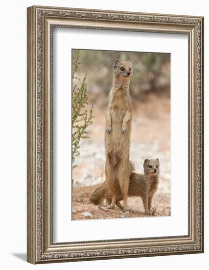 Yellow Mongoose (Cynictis Penicillata) Standing On Hind Legs With Young-Ann & Steve Toon-Framed Photographic Print