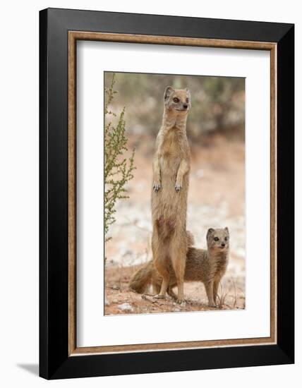 Yellow Mongoose (Cynictis Penicillata) Standing On Hind Legs With Young-Ann & Steve Toon-Framed Photographic Print