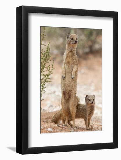 Yellow Mongoose (Cynictis Penicillata) Standing On Hind Legs With Young-Ann & Steve Toon-Framed Photographic Print