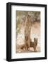 Yellow Mongoose (Cynictis Penicillata) Standing On Hind Legs With Young-Ann & Steve Toon-Framed Photographic Print