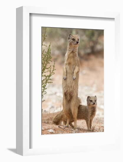 Yellow Mongoose (Cynictis Penicillata) Standing On Hind Legs With Young-Ann & Steve Toon-Framed Photographic Print