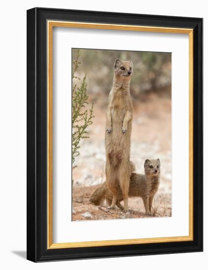 Yellow Mongoose (Cynictis Penicillata) Standing On Hind Legs With Young-Ann & Steve Toon-Framed Photographic Print