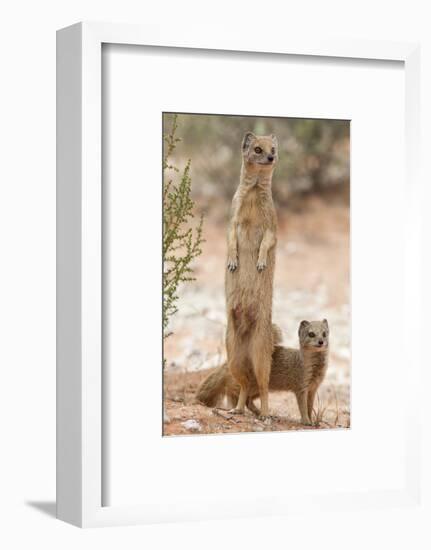 Yellow Mongoose (Cynictis Penicillata) Standing On Hind Legs With Young-Ann & Steve Toon-Framed Photographic Print