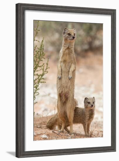 Yellow Mongoose (Cynictis Penicillata) Standing On Hind Legs With Young-Ann & Steve Toon-Framed Photographic Print