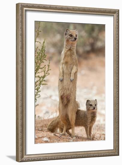 Yellow Mongoose (Cynictis Penicillata) Standing On Hind Legs With Young-Ann & Steve Toon-Framed Photographic Print