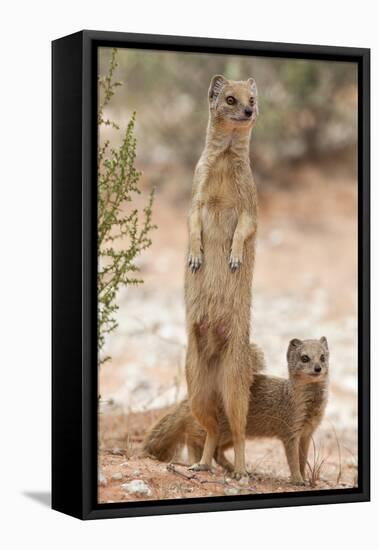 Yellow Mongoose (Cynictis Penicillata) Standing On Hind Legs With Young-Ann & Steve Toon-Framed Premier Image Canvas