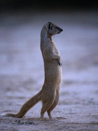 Yellow Mongoose, or Meerkat Standing on Its Hind Legs, Kgalagadi ...