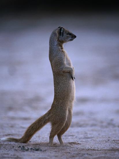 yellow-mongoose-or-meerkat-standing-on-its-hind-legs-kgalagadi-transfrontier-park-south-africa_u-l-p3sstu0.jpg