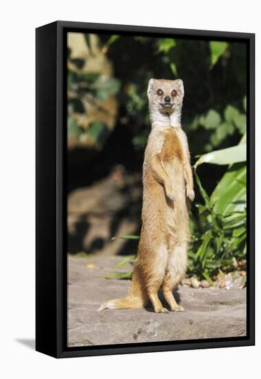Yellow Mongoose Standing Alert on Back Legs-null-Framed Premier Image Canvas