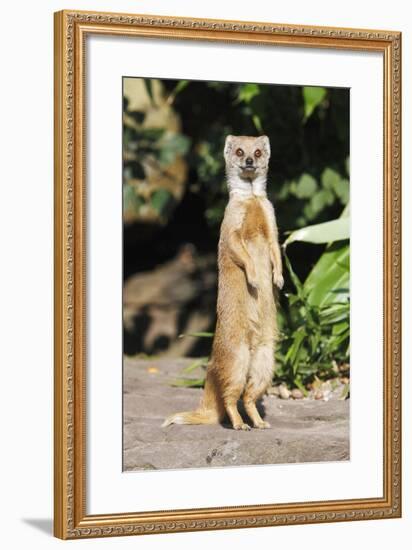 Yellow Mongoose Standing Alert on Back Legs-null-Framed Photographic Print