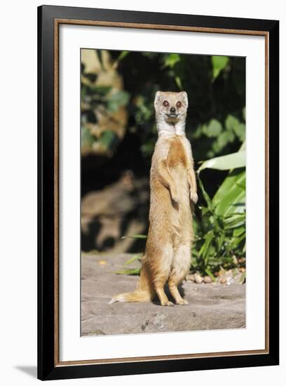 Yellow Mongoose Standing Alert on Back Legs-null-Framed Photographic Print