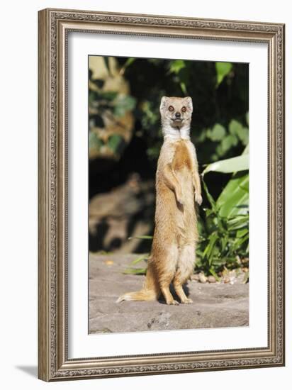 Yellow Mongoose Standing Alert on Back Legs-null-Framed Photographic Print