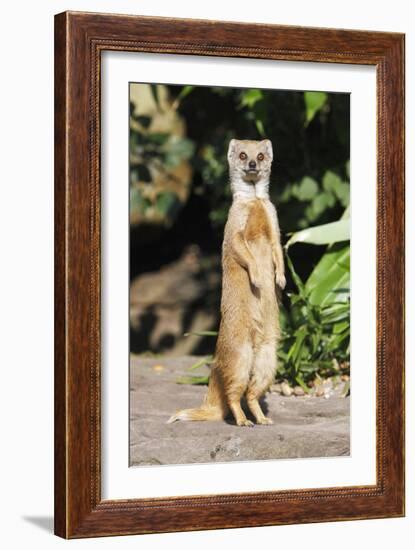 Yellow Mongoose Standing Alert on Back Legs-null-Framed Photographic Print